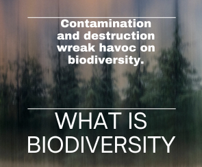 BIODIVERSITY