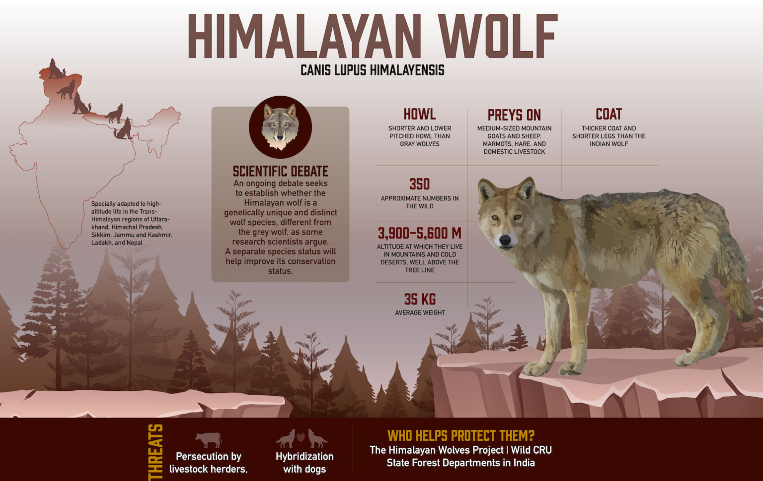 IUCN classified the Himalayan wolf, lupine predator, as ‘vulnerable ...