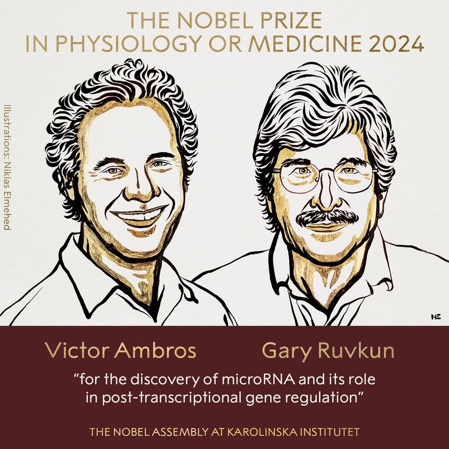 The 2024 Nobel Prize In Physiology Or Medicine News Simplified The 2024 nobel prize in physiology or medicine news simplified