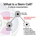 stem cell