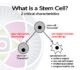 stem cell